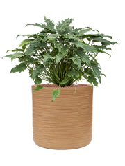 Philodendron 'Xanadu' in Baq Dune Office Plant With Pot 74cm Height 32cm Dia
