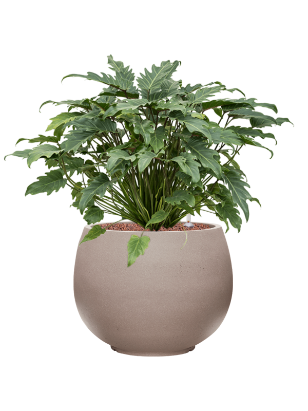 Philodendron 'Xanadu' in Rotunda Urban Office Plant With Pot 68cm Height 30.5cm Dia