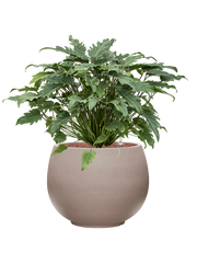 Philodendron 'Xanadu' in Rotunda Urban Office Plant With Pot 68cm Height 30.5cm Dia