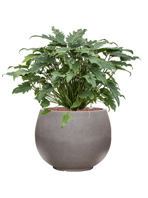 Philodendron 'Xanadu' in Rotunda Urban Office Plant With Pot 68cm Height 30.5cm Dia