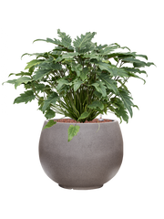 Philodendron 'Xanadu' in Rotunda Urban Office Plant With Pot 68cm Height 30.5cm Dia