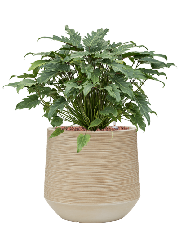 Philodendron 'Xanadu' in Baq Dune Office Plant With Pot 74cm Height 33cm Dia