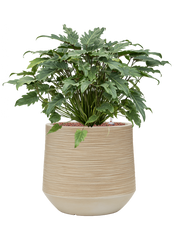 Philodendron 'Xanadu' in Baq Dune Office Plant With Pot 74cm Height 33cm Dia