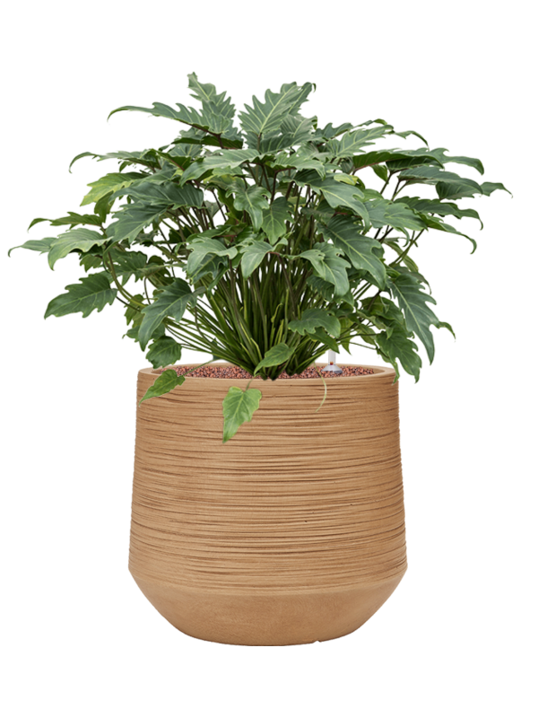 Philodendron 'Xanadu' in Baq Dune Office Plant With Pot 74cm Height 33cm Dia