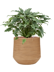 Philodendron 'Xanadu' in Baq Dune Office Plant With Pot 74cm Height 33cm Dia