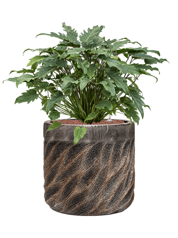 Philodendron 'Xanadu' in Baq Luxe Lite Universe Wave Office Plant With Pot 75cm Height 35cm Dia