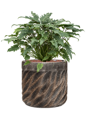 Philodendron 'Xanadu' in Baq Luxe Lite Universe Wave Office Plant With Pot 75cm Height 35cm Dia