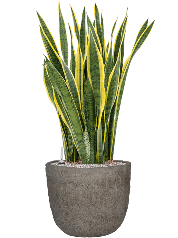 Sansevieria trifasciata 'Laurentii' in Mountain Office Plant With Pot 110cm Height 37cm Dia