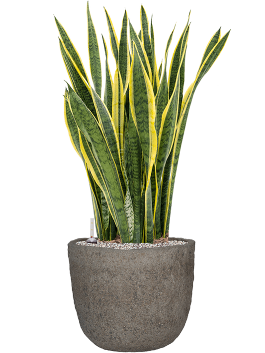 Sansevieria trifasciata 'Laurentii' in Mountain Office Plant With Pot 110cm Height 37cm Dia