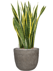 Sansevieria trifasciata 'Laurentii' in Mountain Office Plant With Pot 110cm Height 37cm Dia