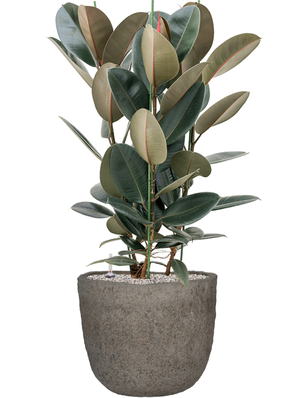 Ficus elastica 'Abidjan' in Mountain Office Plant With Pot 112cm Height 37cm Dia