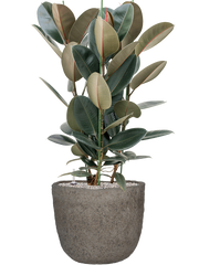 Ficus elastica 'Abidjan' in Mountain Office Plant With Pot 112cm Height 37cm Dia