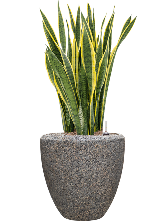 Sansevieria trifasciata 'Laurentii' in Baq Naturescast Office Plant With Pot 125cm Height 44cm Dia