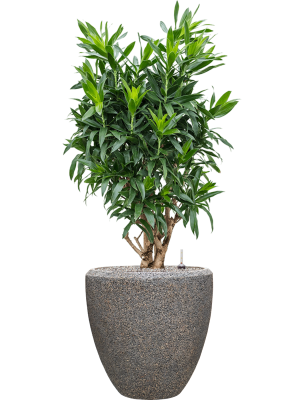 Pleomele (Dracaena) reflexa in Baq Naturescast Office Plant With Pot 149cm Height 44cm Dia