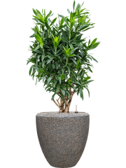 Pleomele (Dracaena) reflexa in Baq Naturescast Office Plant With Pot 149cm Height 44cm Dia
