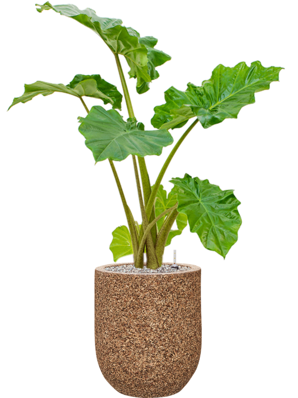 Alocasia 'Portodora' in Baq Naturescast Office Plant With Pot 102cm Height 24cm Dia