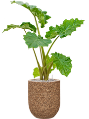 Alocasia 'Portodora' in Baq Naturescast Office Plant With Pot 102cm Height 24cm Dia