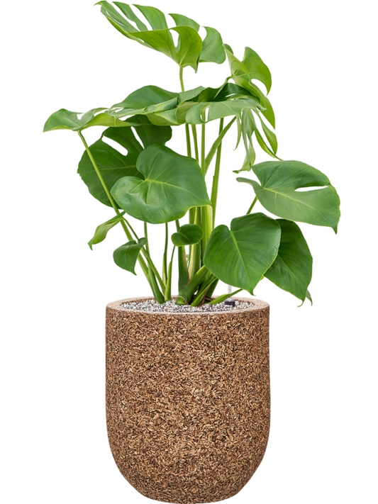 Monstera deliciosa in Baq Naturescast Office Plant With Pot 85cm Height 24cm Dia