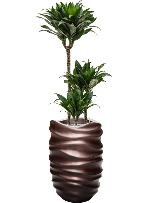 Dracaena fragrans 'Compacta' in Baq Gradient Lee Office Plant With Pot 145cm Height 27cm Dia
