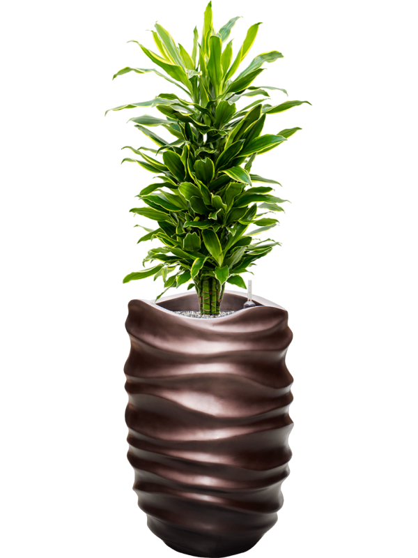 Dracaena fragrans 'Golden Coast' in Baq Gradient Lee Office Plant With Pot 128cm Height 27cm Dia