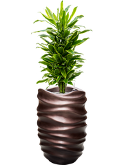 Dracaena fragrans 'Golden Coast' in Baq Gradient Lee Office Plant With Pot 128cm Height 27cm Dia