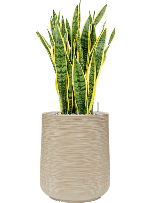 Sansevieria trifasciata 'Laurentii' in Baq Dune Office Plant With Pot 93cm Height 30cm Dia