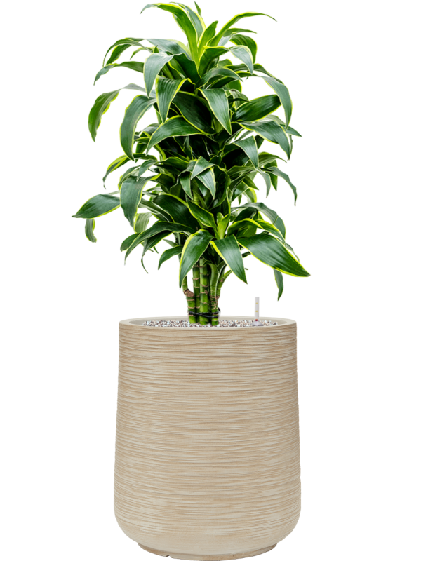 Dracaena fragrans 'Dorado' in Baq Dune Office Plant With Pot 97cm Height 30cm Dia