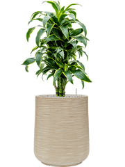 Dracaena fragrans 'Dorado' in Baq Dune Office Plant With Pot 97cm Height 30cm Dia