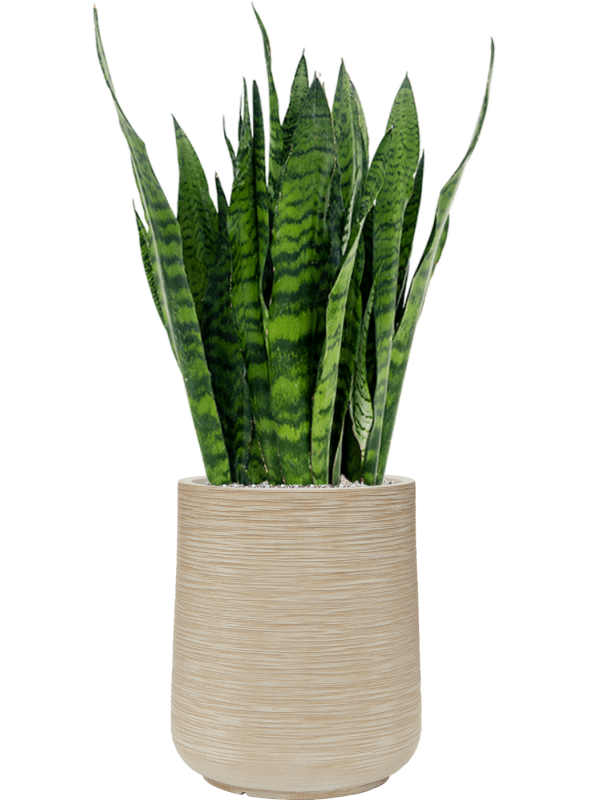 Sansevieria zeylanica in Baq Dune Office Plant With Pot 104cm Height 30cm Dia