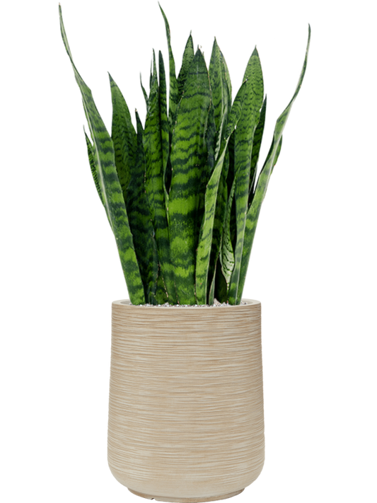 Sansevieria zeylanica in Baq Dune Office Plant With Pot 104cm Height 30cm Dia