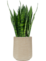 Sansevieria zeylanica in Baq Dune Office Plant With Pot 104cm Height 30cm Dia