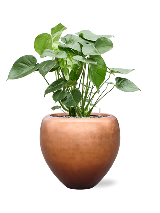 Monstera deliciosa in Baq Metallic Silver leaf Office Plant With Pot 99cm Height 33cm Dia