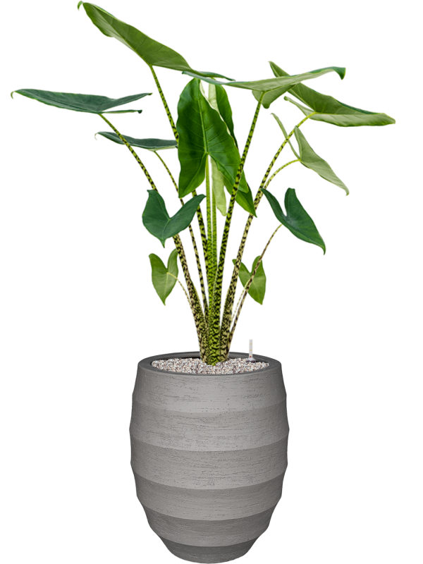 Alocasia zebrina in Bordo Office Plant With Pot 133cm Height 29cm Dia
