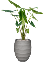 Alocasia zebrina in Bordo Office Plant With Pot 133cm Height 29cm Dia