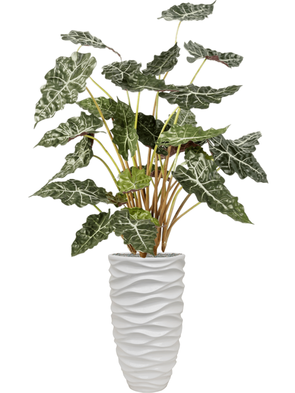 Alocasia in Baq Luxe Lite Glossy Sea Office Plant With Pot 168cm Height 28cm Dia