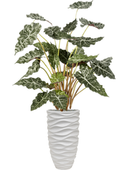 Alocasia in Baq Luxe Lite Glossy Sea Office Plant With Pot 168cm Height 28cm Dia