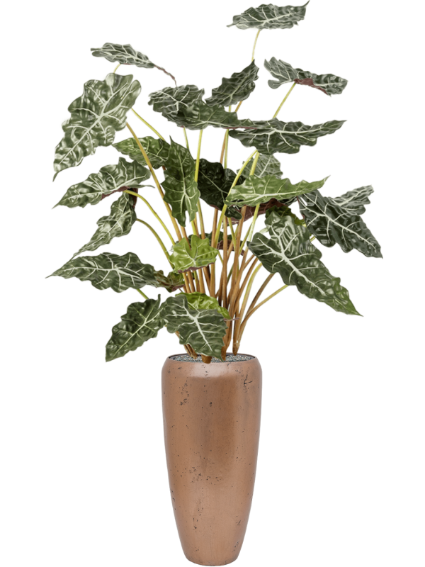 Alocasia in Baq Opus Raw Office Plant With Pot 172cm Height 24cm Dia
