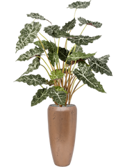 Alocasia in Baq Opus Raw Office Plant With Pot 172cm Height 24cm Dia