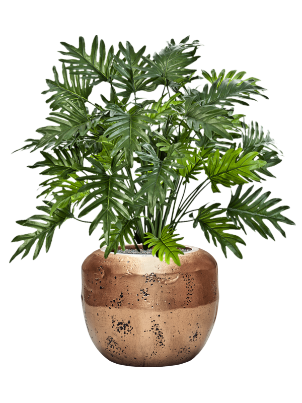 Philodendron in Baq Opus Raw Office Plant With Pot 107cm Height 31cm Dia