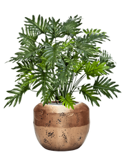Philodendron in Baq Opus Raw Office Plant With Pot 107cm Height 31cm Dia