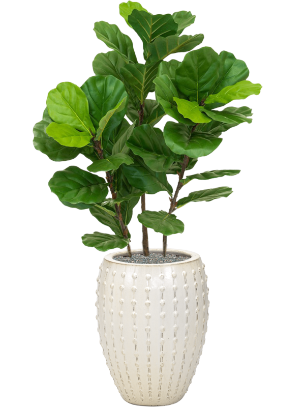 Fiddle Tree in Laos Office Plant With Pot 140cm Height 29cm Dia