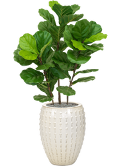 Fiddle Tree in Laos Office Plant With Pot 140cm Height 29cm Dia