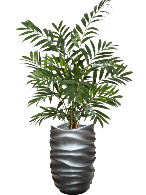Parlour in Baq Gradient Lee Office Plant With Pot 162cm Height 27cm Dia