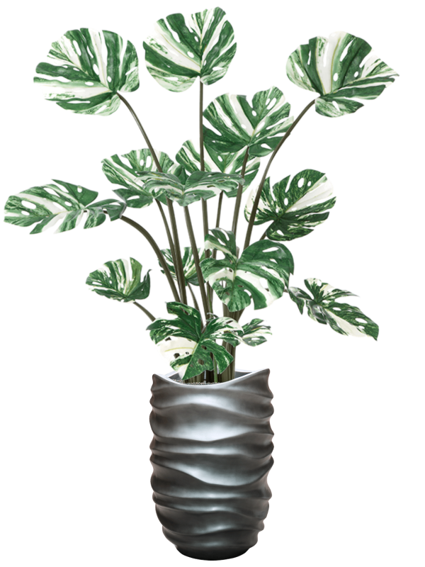 Monstera Deliciosa in Baq Gradient Lee Office Plant With Pot 175cm Height 27cm Dia