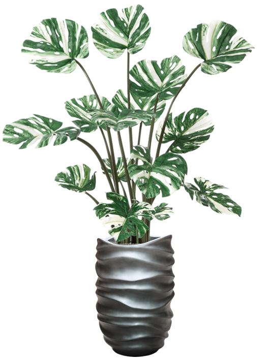 Monstera Deliciosa in Baq Gradient Lee Office Plant With Pot 175cm Height 27cm Dia