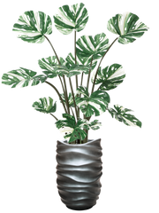 Monstera Deliciosa in Baq Gradient Lee Office Plant With Pot 175cm Height 27cm Dia