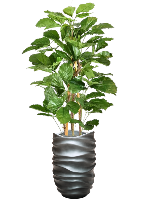 Tetrastigma Voinierianum in Baq Gradient Lee Office Plant With Pot 174cm Height 27cm Dia
