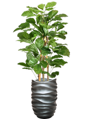 Tetrastigma Voinierianum in Baq Gradient Lee Office Plant With Pot 174cm Height 27cm Dia