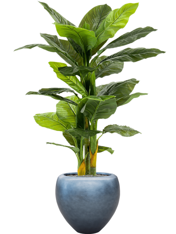 Spathiphyllum in Baq Metallic Silver leaf Office Plant With Pot 172cm Height 33cm Dia