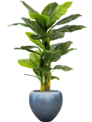 Spathiphyllum in Baq Metallic Silver leaf Office Plant With Pot 172cm Height 33cm Dia